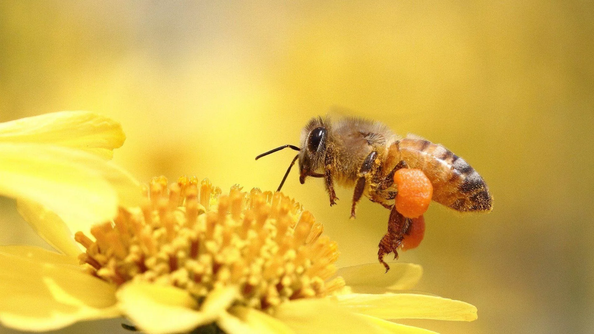 home_slider_bee_1.jpg home_slider_bee_1.jpg