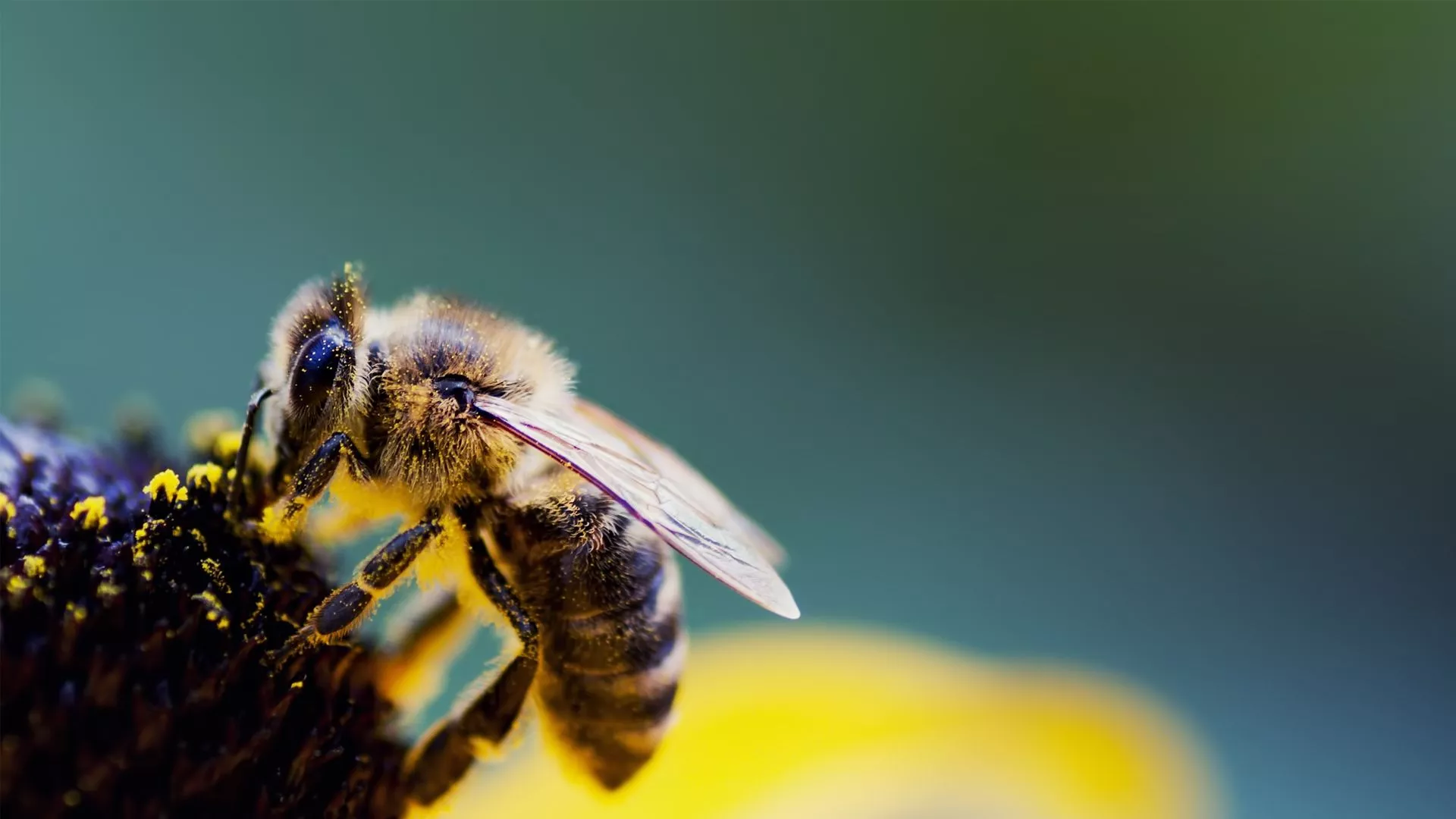 home_slider_bee_2.jpg home_slider_bee_2.jpg